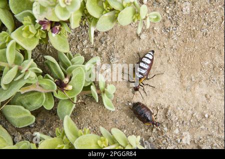 Blasenkäfer (Pseudomeloe sanguinolentus), Erwachsene Männer und Frauen, Parque National Pan de Azucar, Atacama-Wüste, Chile Stockfoto