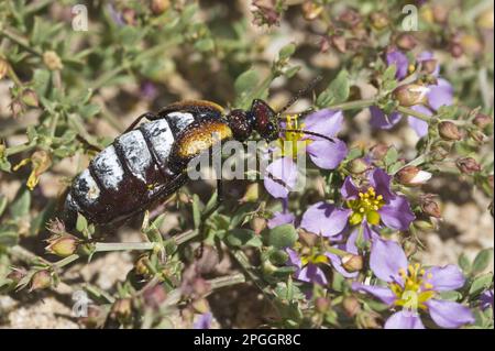 Blasenkäfer (Pseudomeloe sanguinolentus), erwachsener Mann, Fütterung von Blütenblättern der Hualputilla (Fagonia chilensis), Parque National Pan de Azucar Stockfoto