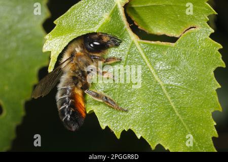 Willoughby's Leafcutter Bee (Megachile willughbiella), Erwachsene, Trennscheibe von Birke (Betula sp.) Leaf, Snailbeach, Shropshire, England, United Stockfoto