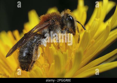 Frühe Bergbaubiene (Andrena haemorrhoa), weiblich, gefüttert in Löwenzahnblüte, Powys, Wales, Vereinigtes Königreich Stockfoto