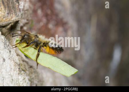 Willoughbys Leafcutter Bee (Megachile willughbiella), weiblich, im Flug, Ankunft am Nesselloch in der Wand mit Blattabschnitt, Powys, Wales Stockfoto