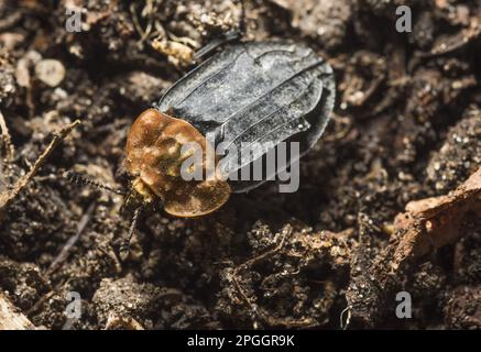 Rotbrustkäfer (Oiceoptoma thoracicum), Erwachsene, im Garten, Chipping, Lancashire, England, Vereinigtes Königreich Stockfoto