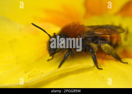 Andrena armata, Rote Sandbiene, Fuchs rote Sandbiene, Fuchs rote Erdbiene, Tawny Mining Bies (Andrena fulva), Fuchs rote Sandbienen, Fuchs rote Erdbienen Stockfoto