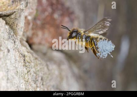 Willoughbys Leafcutter Bee (Megachile willughbiella), weiblich, im Flug, Ankunft am Nesselloch in der Wand mit einer Ladung Rosebay Willowherb Stockfoto