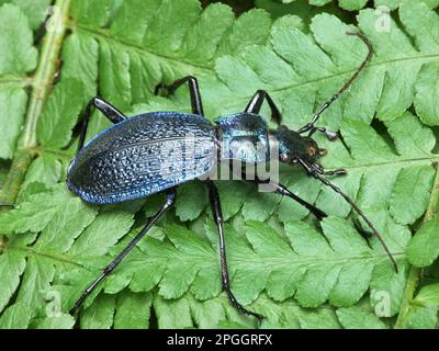 Blauer Ground-Käfer (Carabus intricatus), Erwachsener, auf Farnfronten, Cannobina Valley, Piemont, Norditalien Stockfoto