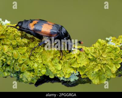 Sexton Beetle (Nicrophorus vespilloides), Erwachsene, ruhend auf einem mit Lichen überzogenen Zweig, Leicestershire, England, Vereinigtes Königreich Stockfoto