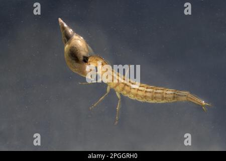 Larven des großen Tauchkäfers (Dytiscus marginalis), ernähren sich von der Beute der Wasserschnecke, schwimmen unter Wasser im Gartenteich Stockfoto