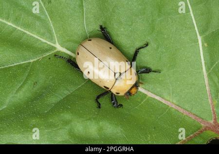 Grapevine Weevil (Pelidnota punctata), ausgewachsen, ruhend auf Blatt (U.) S. A Stockfoto