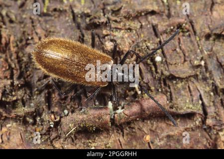 Lagria pubescens, Dunkelkäfer (Lagria hirta), Gemeiner Wollkäfer, Schwarzer Käfer, andere Tiere, Insekten, Käfer, Tiere, Dunkler Käfer Stockfoto