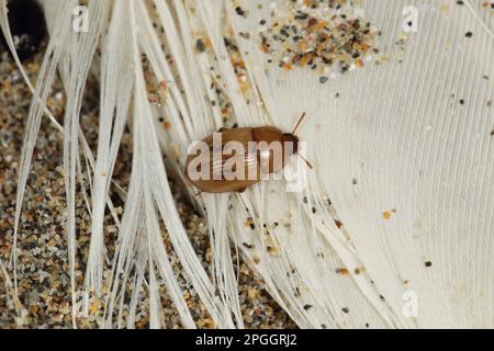 Strandline Beetle (Phaleria cadaverina) Erwachsene, inmitten von Federn des toten Northern Gannet (Morus bassanus) am Strand, Perranporth, Cornwall, England Stockfoto