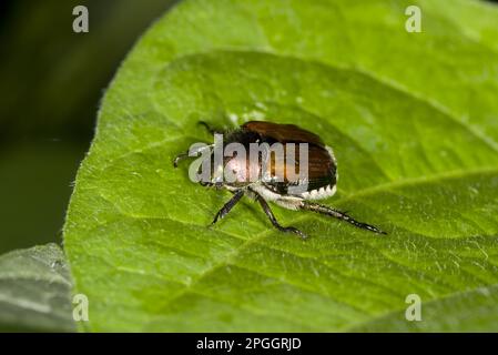 Der japanische Käfer (Popillia japonica) führte in Ottawa, Ontario, Kanada, Schädlingsarten ein, Erwachsene, die auf Blättern im Garten ruhen Stockfoto