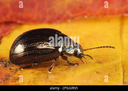 Rosmarin-Käfer (Chrysolina americana) stellte Arten vor, Erwachsene, auf Herbstblättern im Garten, Belvedere, Bexley, Kent, England, Vereinigtes Königreich Stockfoto