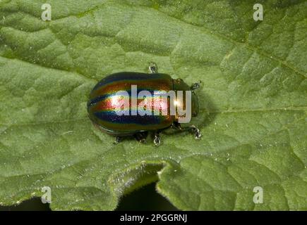 Rainbow Leaf Beetle (Chrysolina cerealis), Erwachsener, auf Blatt ruhend, französische Pyrenäen, Frankreich Stockfoto