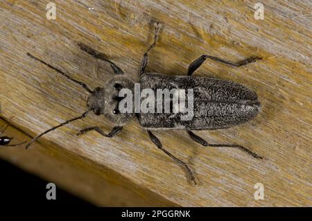 Alter Bauer (Hylotrupes bajulus), Erwachsener, ruht auf Holz im alten Haus, Anatolien, Türkei Stockfoto