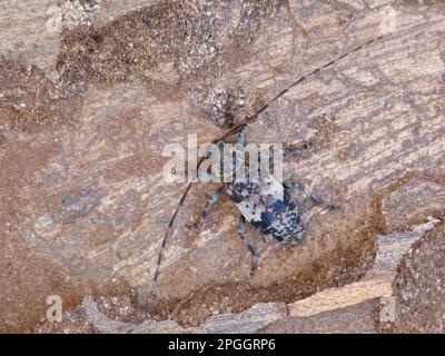 Schwarzer Longhornkäfer (Leiopus nebulosus), ausgewachsen, ruht auf faulem Holz, Cannobina Valley, Italienische Alpen, Piemont, Norditalien Stockfoto