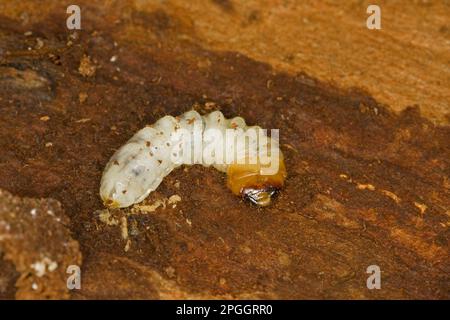 Zangen mit schwarzem Fleck (Rhagium mordax), Longhornkäfer, andere Tiere, Insekten, Käfer, Tiere, Longhorn-Käfer-Larven mit Schwarzflecken Stockfoto