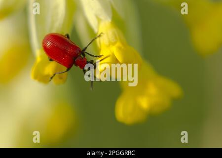 Ausgewachsener Scharlachkäfer (Lilioceris lilii) ruht auf Blüten des Cowslip (Primula veris), Derbyshire, England, Vereinigtes Königreich Stockfoto