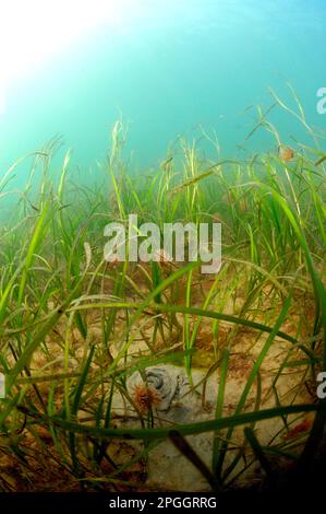 Gemeiner Aalgras (Zostera Marina), Gemeiner Seegras, Familie Seegras, Wasserpflanzen, Eelgras Blick auf den Lebensraum des Unterwasserbetts, Studland Bay, Dorset Stockfoto