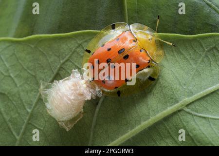 Orange Schildkrötenkäfer (Aspidimorpha westwoodii), ausgewachsene Tiere, die Eier in der Otheca auf Blatt legen, Trivandrum, Thiruvananthapuram District, Kerala, Indien Stockfoto