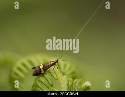 Longhorn Moth (Nemophora degeerella) adult, ruht auf Farnfront, Sheffield, South Yorkshire, England, Vereinigtes Königreich Stockfoto