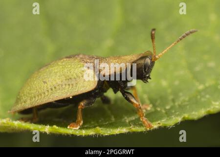 Grüner Schildkrötenkäfer (Cassida viridis), Erwachsener, auf Blatt, Leicestershire, England, Vereinigtes Königreich Stockfoto