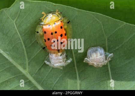 Orange Schildkrötenkäfer (Aspidimorpha westwoodii), ausgewachsene Tiere, die Eier in der Otheca auf Blatt legen, Trivandrum, Thiruvananthapuram District, Kerala, Indien Stockfoto