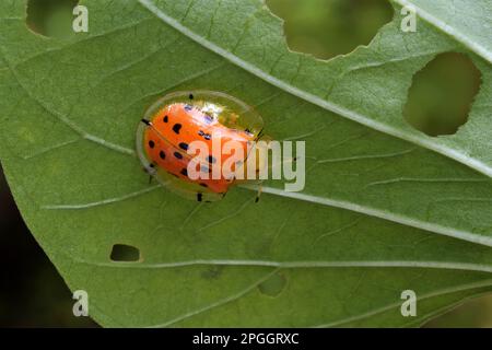 Orange Schildkrötenkäfer (Aspidimorpha westwoodii), Erwachsene, auf Blatt mit Fütterungsschaden, Trivandrum, Thiruvananthapuram District, Kerala, Indien Stockfoto