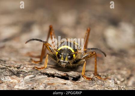 True RAM, Common RAM, Wespenkäfer, True RAM, Common RAM, Wespenkäfer, andere Tiere, Insekten, Käfer, Tiere, Wespenkäfer Clytus Ariet Stockfoto