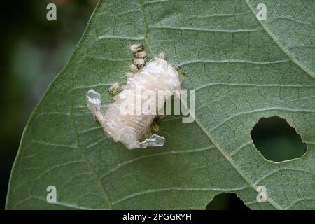 Orangenschildkrötenkäfer (Aspidimorpha westwoodii) neu entstandene Larven, Gruppe mit Otheca auf Blatt mit Fütterungsschaden, Trivandrum, Thiruvananthapuram Stockfoto