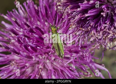 Grüner Blütenkäfer, dickbeiniger Blütenkäfer (Oedemera nobilis), grüner Blütenkäfer, blaugrüner Schenkelkäfer, andere Tiere, Insekten Stockfoto