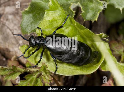 Schwarzer Ölkäfer (Meloe proscarabaeus), Schwarzer Maiwurm, Schwarzer Ölkäfer, Schwarzer Maiwurm, andere Tiere, Insekten, Käfer, Tiere, Schwarzöl Stockfoto