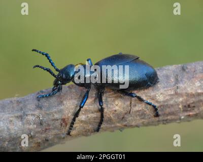 Schwarzer Ölkäfer (Meloe proscarabaeus), männlich, auf Zweig, Cannobina Valley, Italienische Alpen, Piemont, Italien Stockfoto