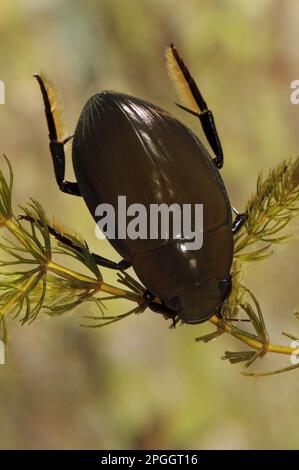 Großer silberner Wasserkäfer (Hydrophilus piceus), Erwachsener, Unterwasser, Wat Tyler Country Park, Essex, England, April (fotografiert auf Spezialfoto Stockfoto
