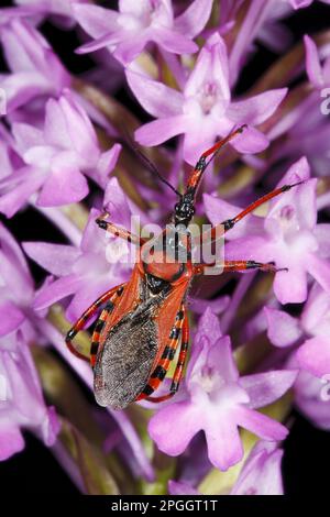 Roter Käfer (Rhynocoris iracundus), Erwachsener, auf Blüten der Pyramidenorchidee (Anacamptis pyramidalis), Causse de Gramat, Massif Central, Lot Region Stockfoto