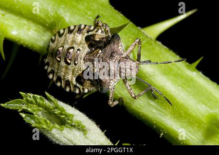 Rotbein-Baumkäfer, Waldkäfer (Pentatoma rufipes), andere Tiere, Insekten, Tiere, Bug, Käfer, Waldbogen, letzte Nymphe, auf dem Weg Stockfoto