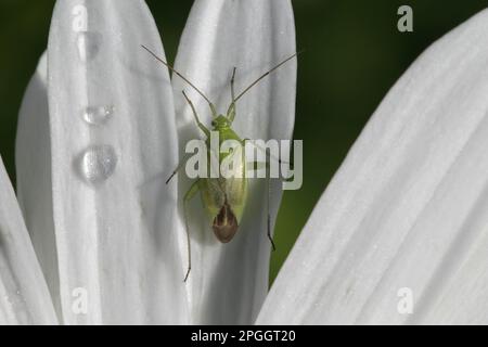 Käfer (Lygocoris pabulinus), Erwachsener, ruht auf margueriteblättchen mit Regentropfen nach Regen im Garten, England, Großbritannien Stockfoto