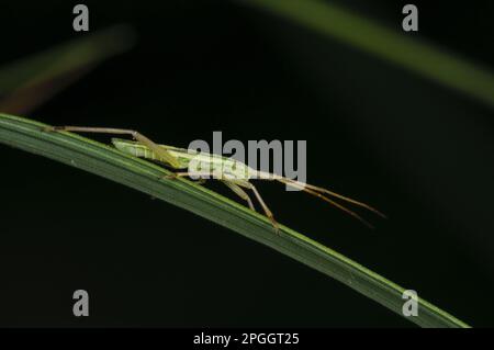 Mirid Bug (Stenodema laevigata) Nymphe, ruht auf Grasblatt, Cliffe Pools RSPB Reserve, North Kent Marshes, Thames Estuary, Kent, England, Vereint Stockfoto