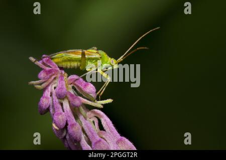 Ausgewachsener Käfer aus Kartoffelkapsid (Closterotomus norvegicus), der auf dem Blumendorn von Rosebay Willowherb (Chamerion angustifolium), Staveley Nature ruht Stockfoto