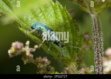 Green Nettle Weevil (Phyllobius viridiaeris), Erwachsener, ruht auf dem Blatt von Stinging Nettle (Urtica dioica), Priory Water Nature Reserve, Leicestershire Stockfoto