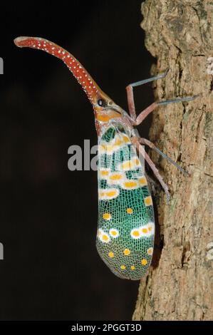 Laterne Bug (Pyrops candelaria), Erwachsener, auf Longan (Dimocarpus longan) Baumstamm, Westthailand Stockfoto