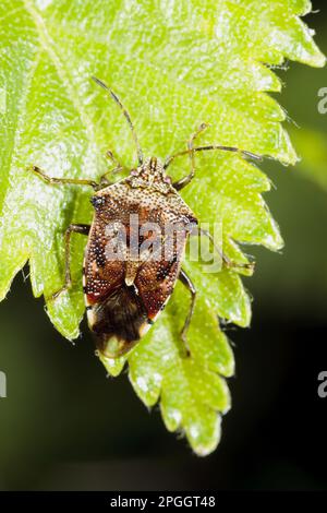 Mutterkeime (Elasmucha grisea), andere Tiere, Insekten, Tiere, Bug, Käfer, Elternbogen, Erwachsene, ruhend auf Birke Powys, Wales, Großbritannien Stockfoto