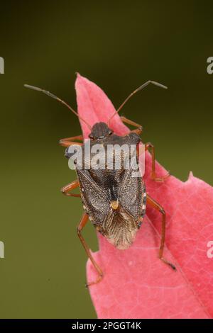 Pentatom-Waldkäfer (Pentatoma rufipes), Erwachsene, ruht auf dem Blatt des Virginia-Kriechers (Parthenocissus quinquefolia), Oxfordshire, England Stockfoto
