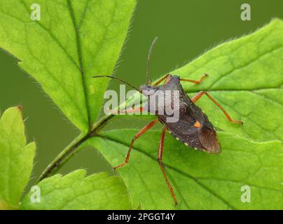 Rotbein-Baumkäfer, Waldkäfer (Pentatoma rufipes), andere Tiere, Insekten, Tiere, Bug, Bugs, Waldbogen, erwachsen, ruht sich in Leicestershire aus Stockfoto