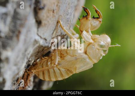 Cicada (Cicada orni) Exsudum, leere Nymphalhaut, Italien Stockfoto