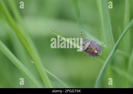 Sloe Bug (Dolycoris Baccarum), Erwachsener, auf Gras im Friedhof, St. Leonard's Church, Admaston, Staffordshire, England, Großbritannien Stockfoto