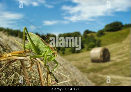 Hochland Grüner Buschkricket (Tettigonia-Kantane), weiblich, auf rundem Heuballen im Habitat der geschnittenen Wiese, Antola Regional Park, Genua Stockfoto