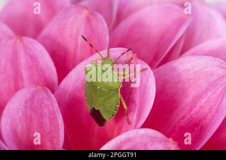 Grüner Shieldbug (Palomena prasina), Erwachsener, ruhend auf rosa Dahlienblüten, Essex, England, Großbritannien Stockfoto