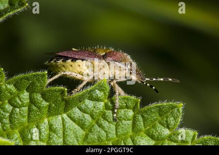 Beerenbogen, haarige Schildkäfer (Dolycoris baccarum), Baumbogen, Baumkäfer, andere Tiere, Insekten, Tiere, Bug, Käfer, Sloe-Bug, ausgewachsen, klettern Stockfoto