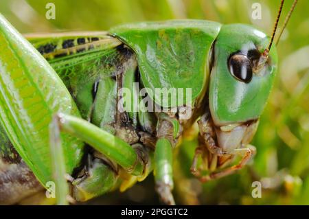 Warzenbeißer (Decticus verrucivorus) Cricket, Erwachsene, Nahaufnahme von Kopf und Thorax, Italien Stockfoto