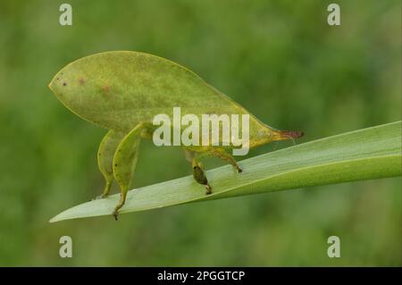 Sonstige Tiere, Insekten, Tiere, Blattschuhe, Blätter Katydid (Typophyllum sp.) Erwachsener, Ruhepause im Iwokrama Regenwald, Guyana Stockfoto